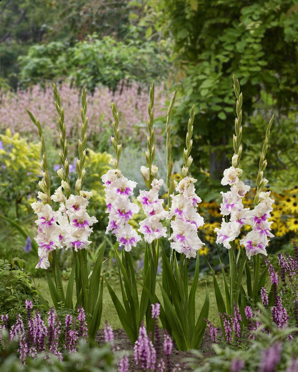 Gladiolus 'Violet Heart®'